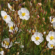 ARBORIX - 2 x Hélianthème en ombelle - Halimium umbellatum  - 20-25 cm pot - vignette