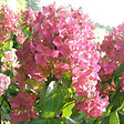 ARBORIX - 2 x Hortensia paniculé 'Mega Mindy'® - Hydrangea paniculata 'Mega Mindy'  - 40-50 cm pot - vignette