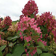 ARBORIX - 2 x Hortensia paniculé 'Mega Mindy'® - Hydrangea paniculata 'Mega Mindy'  - 40-50 cm pot - vignette