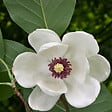 ARBORIX - Magnolia de Siebold - Magnolia sieboldii  - 50-60 cm pot - vignette