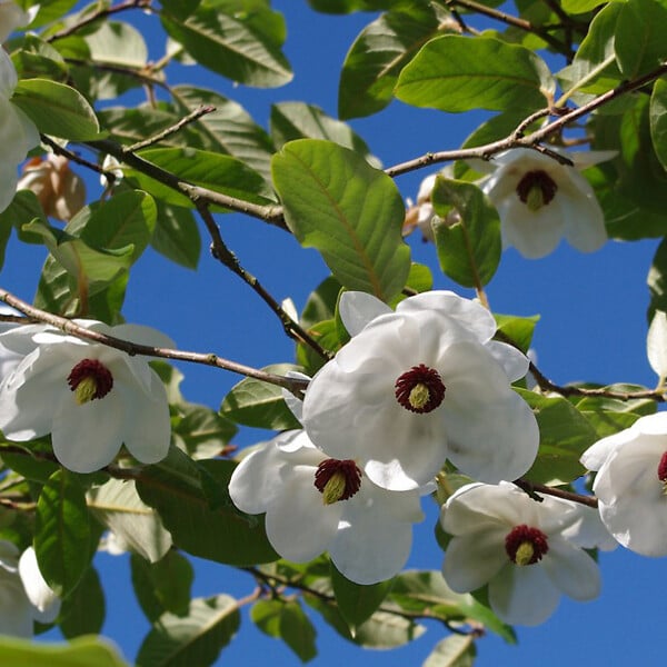 ARBORIX - Magnolia de Siebold - Magnolia sieboldii  - 50-60 cm pot - large
