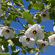ARBORIX - Magnolia de Siebold - Magnolia sieboldii  - 50-60 cm pot - vignette