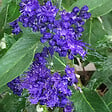 ARBORIX - Spirée bleue 'Heavenly Blue' - Caryopteris Clandonensis 'Heavenly Blue'  - 50-60 cm pot - vignette