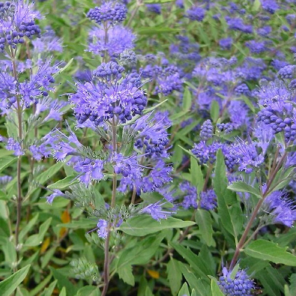 ARBORIX - Spirée bleue 'Heavenly Blue' - Caryopteris Clandonensis 'Heavenly Blue'  - 50-60 cm pot - large