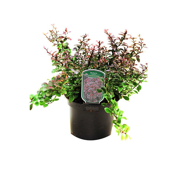 ARBORIX - 2 x Épine-vinette de Thunberg - Berberis thunbergii 'Atropurpurea Nana'  - 20-25 cm pot - large