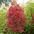 ARBORIX - Hortensia paniculé 'Pinky Winky' - Hydrangea Paniculata 'Pinky Winky'  - 60-80 cm pot - vignette