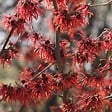 ARBORIX - Noisetier de sorcière 'Diane' - Hamamelis intermedia 'Diane'  - 40-60 cm pot - vignette