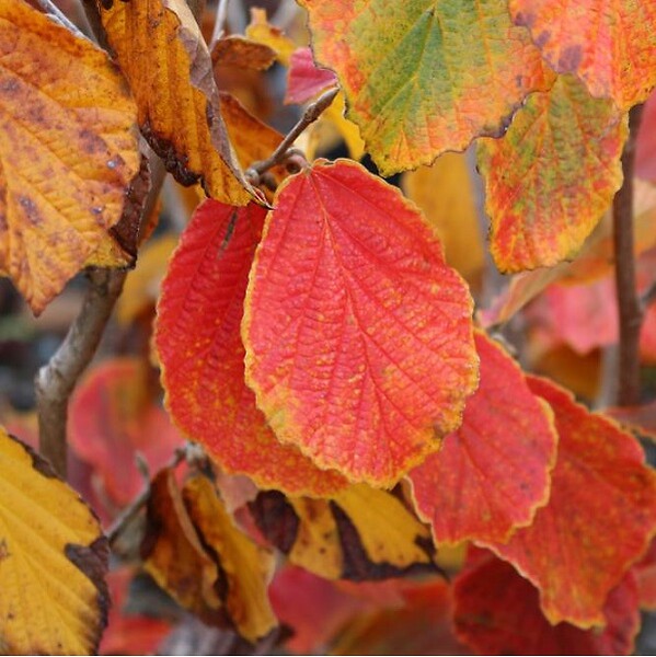 ARBORIX - Noisetier de sorcière 'Diane' - Hamamelis intermedia 'Diane'  - 40-60 cm pot - large