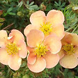 ARBORIX - 2 x Potentille arbustive 'Daydawn' - Potentilla fruticosa 'Daydawn'  - 25-30 cm pot - vignette