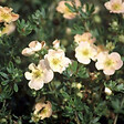 ARBORIX - 2 x Potentille arbustive 'Daydawn' - Potentilla fruticosa 'Daydawn'  - 25-30 cm pot - vignette