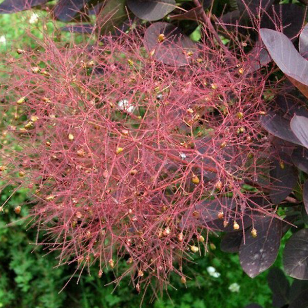 ARBORIX - Arbre à perruque 'Royal Purple' - Cotinus Coggygria 'Royal Purple'  - 60-80 cm pot - large