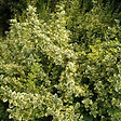 ARBORIX - 2 x Fusain 'Emerald 'n Gold' - Euonymus Fortunei 'Emerald 'N Gold'  - 20-30 cm pot - vignette