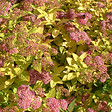 ARBORIX - Spirée Japonaise 'Goldflame' - Spiraea Japonica 'Goldflame'  - 40-50 cm pot - vignette