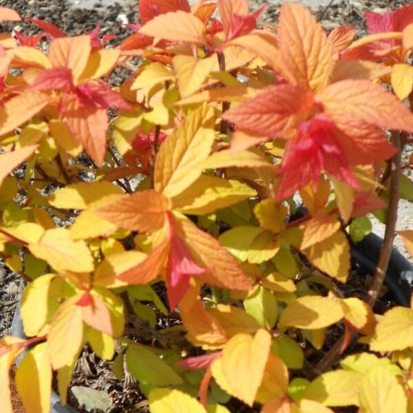 ARBORIX - Spirée Japonaise 'Goldflame' - Spiraea Japonica 'Goldflame'  - 40-50 cm pot - large