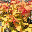 ARBORIX - Spirée Japonaise 'Goldflame' - Spiraea Japonica 'Goldflame'  - 40-50 cm pot - vignette