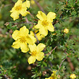 ARBORIX - 2 x Potentille arbustive 'Elisabeth' - Potentilla Fruticosa 'Elizabeth'  - 20-25 cm pot - vignette