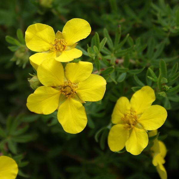 ARBORIX - 2 x Potentille arbustive 'Elisabeth' - Potentilla Fruticosa 'Elizabeth'  - 20-25 cm pot - large