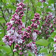 ARBORIX - Lilas commun 'Michel Buchner' - Syringa Vulgaris 'Michel Buchner'  - 40-60 cm pot - vignette