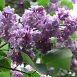 ARBORIX - Lilas commun 'Michel Buchner' - Syringa Vulgaris 'Michel Buchner'  - 40-60 cm pot - vignette