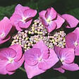 ARBORIX - 2 x Hortensia 'Teller Rose' - Hydrangea 'Teller Rose'  - 25-30 cm pot - vignette