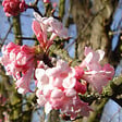 ARBORIX - Viorne d'hiver 'Dawn' - Viburnum Bodnantense 'Dawn'  - 60-80 cm pot - vignette