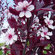 ARBORIX - Prunier des sables - Prunus Cistena  - 60-80 cm pot - vignette