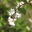 ARBORIX - 2 x Symphorine 'White Edge' - Symphoricarpos doorenbos 'White Hedge'  - 50-60 cm pot - vignette
