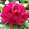 ARBORIX - Rhododendron 'Lord Roberts' - Rhododendron 'Lord Roberts'  - 40-50 cm pot - vignette