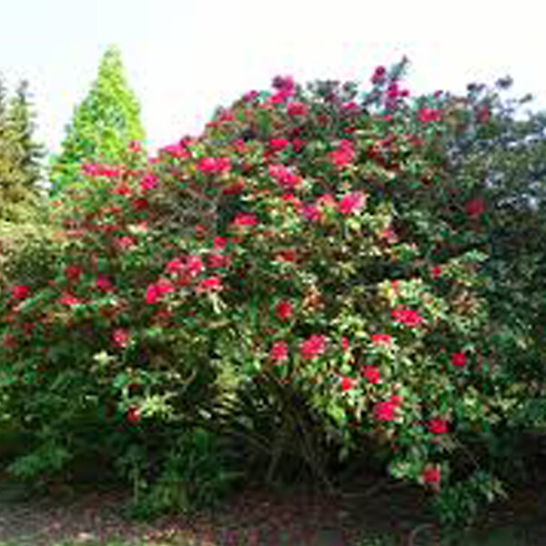 ARBORIX - Rhododendron 'Lord Roberts' - Rhododendron 'Lord Roberts'  - 40-50 cm pot - large