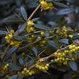 ARBORIX - 2 x Épine-vinette à feuilles - Berberis Julianae  - 30-40 cm pot - vignette