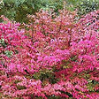 ARBORIX - Fusain d'Europe 'Red Cascade' - Euonymus Europaeus 'Red Cascade'  - 50-60 cm pot - vignette