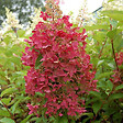 ARBORIX - 2 x Hortensia paniculé 'Pinky Winky' - Hydrangea Paniculata 'Pinky Winky'  - 40-50 cm pot - vignette
