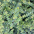 ARBORIX - 2 x Chèvrefeuille à feuilles de buis 'Ernest Wilson' - Lonicera nitida 'Ernest Wilson'  - 15-20 cm pot - vignette