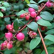 ARBORIX - 2 x Symphorine de Chenault 'Hancock' - Symphoricarpos Chenaultii 'Hancock'  - 15-20 cm pot - vignette