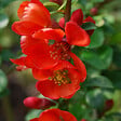 ARBORIX - 2 x Cognassier du Japon 'Sargentii' - Chaenomeles japonica 'Sargentii'  - 30-40 cm pot - vignette
