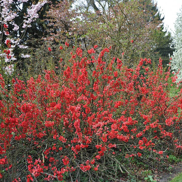 ARBORIX - 2 x Cognassier du Japon 'Sargentii' - Chaenomeles japonica 'Sargentii'  - 30-40 cm pot - large