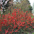 ARBORIX - 2 x Cognassier du Japon 'Sargentii' - Chaenomeles japonica 'Sargentii'  - 30-40 cm pot - vignette