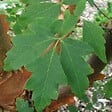 ARBORIX - Érable à écorce de papier - Acer Griseum  - 60- 80 cm pot - vignette