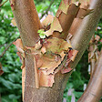 ARBORIX - Érable à écorce de papier - Acer Griseum  - 60- 80 cm pot - vignette