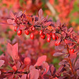 ARBORIX - 2 x Épine-vinette à feuilles 'Atropurpurea' - Berberis Thunbergii 'Atropurpurea'  - 30-40 cm pot - vignette