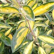 ARBORIX - Chalef 'Limelight' - Elaeagnus Ebbingei 'Limelight'  - 60-80 cm pot - vignette