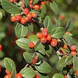 ARBORIX - 2 x Cotonéaster de Franchet - Cotoneaster Franchetii  - 60-80 cm pot - vignette