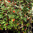 ARBORIX - 2 x Cotonéaster de Franchet - Cotoneaster Franchetii  - 60-80 cm pot - vignette