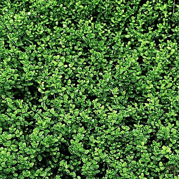 ARBORIX - 2 x Fusain persistant 'Minimus' - Euonymus Fortunei 'Minimus'  - 15-20 cm pot - large