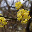 ARBORIX - 2 x Cornouiller mâle - Cornus Mas  - 40-60 cm pot - vignette