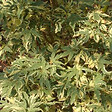 ARBORIX - Érable du Japon 'Butterfly' - Acer palmatum 'Butterfly'  - 40-60 cm pot - vignette