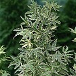 ARBORIX - Érable du Japon 'Butterfly' - Acer palmatum 'Butterfly'  - 40-60 cm pot - vignette