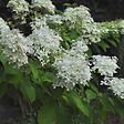 ARBORIX - 2 x Hortensia paniculé 'Phantom' - Hydrangea Paniculata 'Phantom'  - 40-50 cm pot - vignette