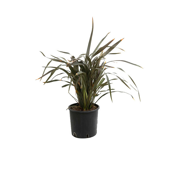 ARBORIX - Lin de Nouvelle-Zélande - Phormium tenax 'Purpureum'  - 60-80 cm pot - large