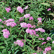ARBORIX - 2 x Spirée Japonaise 'Genpei' - Spiraea Japonica 'Genpei' (= 'Shirobana')  - 20-25 cm pot - vignette